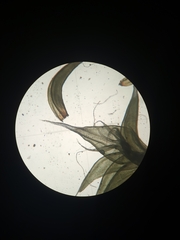 Racomitrium canescens