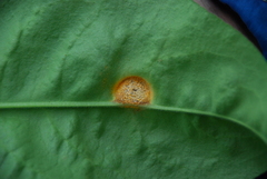 Puccinia symphyti-bromorum