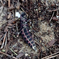 Pelania mauritanica