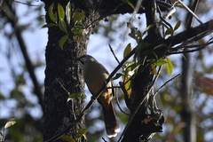 Trochalopteron variegatum