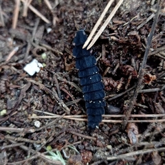 Pelania mauritanica