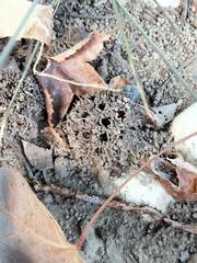 Liquidambar formosana