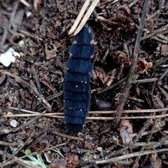 Pelania mauritanica