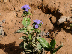 Ageratum