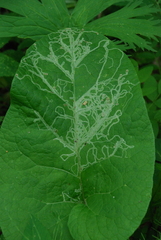 Phytomyza lappae