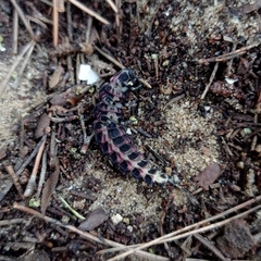 Pelania mauritanica