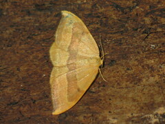 Watsonalla cultraria