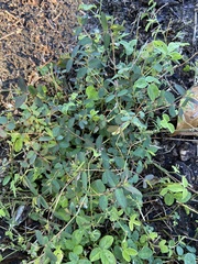 Euphorbia hyssopifolia