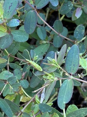 Euphorbia hyssopifolia