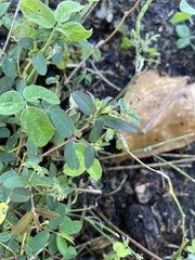 Euphorbia hyssopifolia