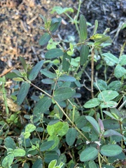 Euphorbia hyssopifolia
