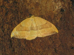 Watsonalla cultraria