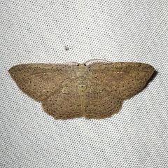 Cyclophora myrtaria