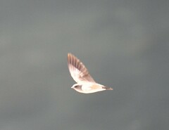 Ptyonoprogne rupestris