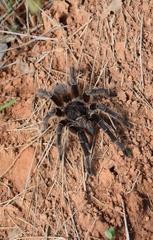 Acanthoscurria