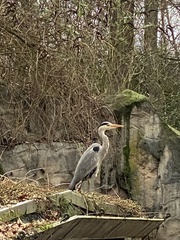 Ardea cinerea