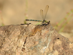 Diphlebia lestoides