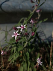 Oxypetalum solanoides