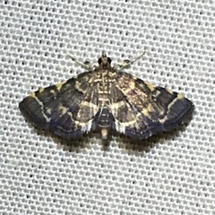 Anageshna primordialis