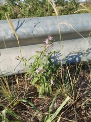 Oxypetalum solanoides