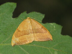 Watsonalla cultraria