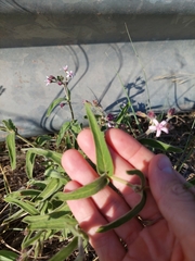 Oxypetalum solanoides