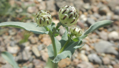 Malacothrix coulteri