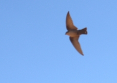 Ptyonoprogne fuligula