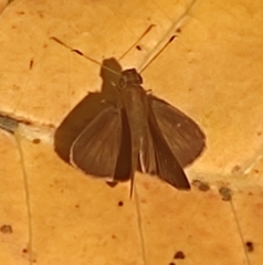Cymaenes tripunctus
