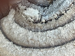 Gloeophyllum striatum