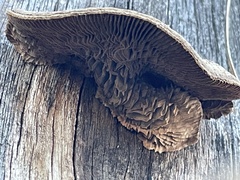 Gloeophyllum striatum