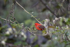 Carpodacus sipahi