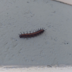 Lepidoptera