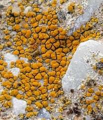 Xanthocarpia feracissima