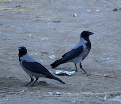 Corvus cornix