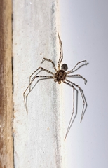 Scytodes globula