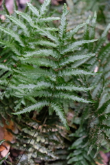 Trichomanes pinnatum