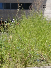 Dicliptera squarrosa