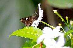 Notocrypta paralysos