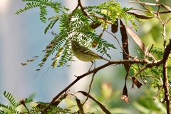 Phylloscopus inornatus
