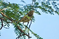Phylloscopus inornatus