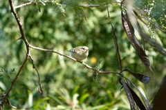 Phylloscopus inornatus
