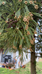 Cryptomeria japonica