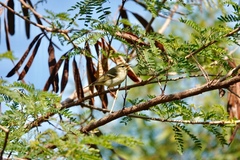 Phylloscopus inornatus