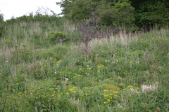 Euphorbia epithymoides