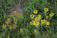 Euphorbia epithymoides
