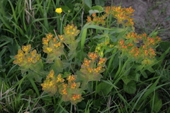 Euphorbia epithymoides