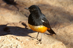 Thamnolaea cinnamomeiventris