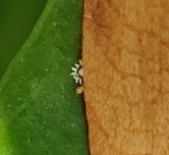 Ceroplastes japonicus