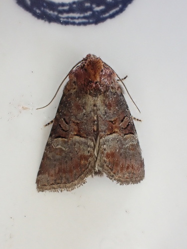 Rosy Minor